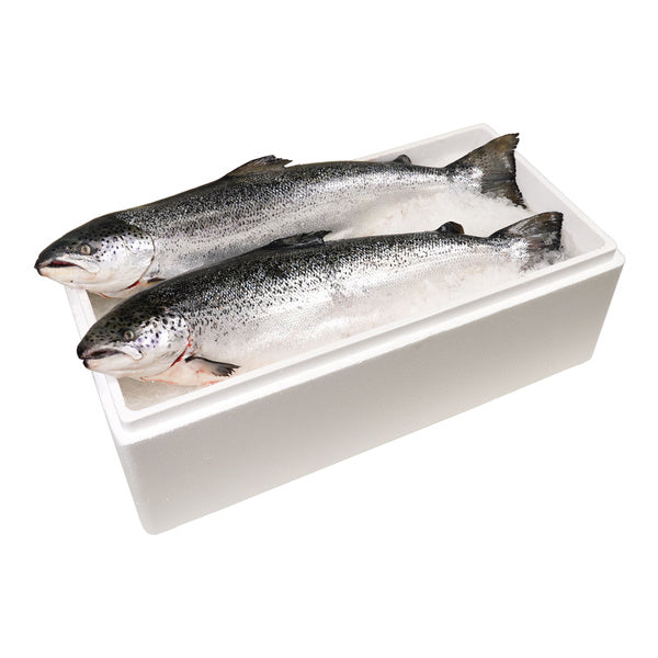 18# AV-PACK OF SALMON WHL SC/GD 14/16 BOFUND