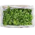 30 CT-PACK OF PARSLEY ITALIAN
