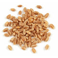 1-PACK OF GRAIN SPCLTY WHEATBERRIES