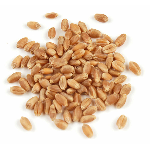 1-PACK OF GRAIN SPCLTY WHEATBERRIES