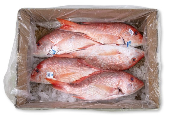 10 LB-PACK OF SNAPPER WHL SCL/GUT 2.2/2.6 GW