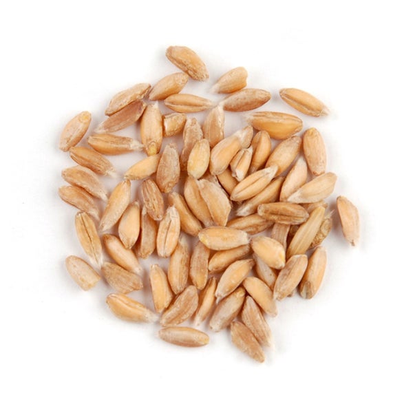 12-PACK OF GRAIN WHEAT FARRO