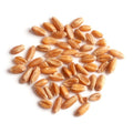1-PACK OF GRAIN SPECIALTY SPELT