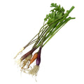 50 CT-PACK OF VEGETABLE MIX CRUDITE TINY VEG