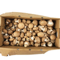 5LB-PACK OF MUSHROOM CRIMINI UNSZD FRESH