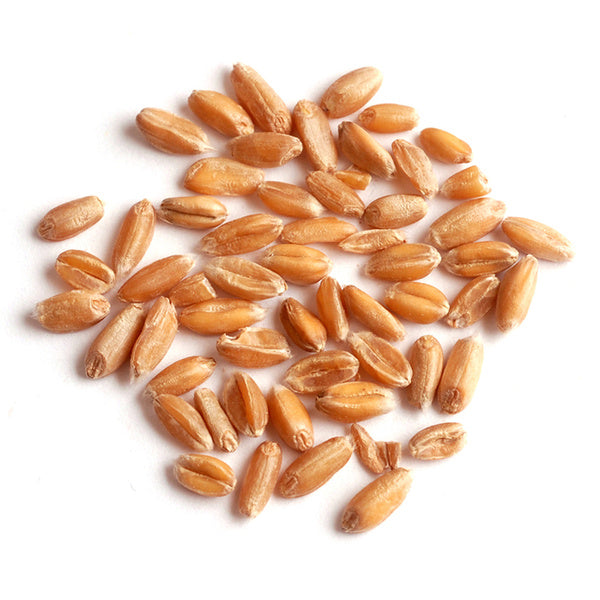 1-PACK OF GRAIN SPCLTY SPELT
