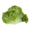 5 LB-PACK OF LETTUCE LEAF ULTIMATE BURGER