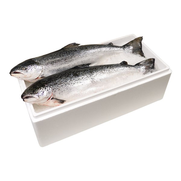 10#AVG-PACK OF SALMON WHL BAY OF FUNDY 12/14