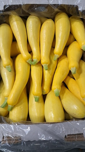 30-35#-PACK OF SQUASH YEL S/N LARGE FRESH