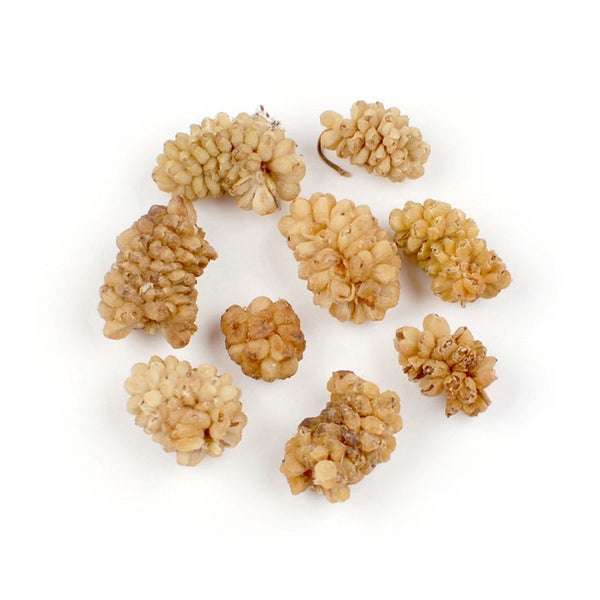 2-PACK OF Mulberry Dried White - 5 lb