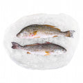10 LB-PACK OF REDFISH WHL SCALED GUT 5.0-7.0