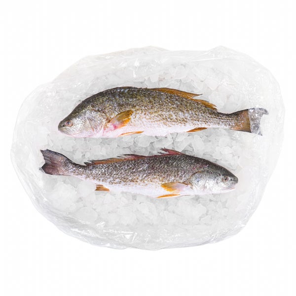 10 LB-PACK OF REDFISH WHL SCALED GUT 5.0-7.0