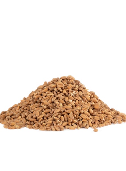 1-PACK OF GRAIN SPCLTY FARRO ORGANIC