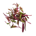 4 OZ-PACK OF GREEN MICRO BULLS BLOOD