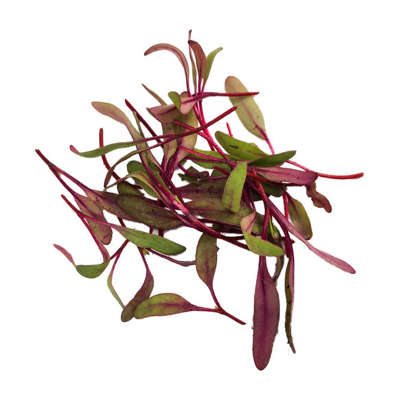 4 OZ-PACK OF GREEN MICRO BULLS BLOOD