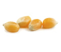 1-PACK OF POPCORN KERNEL YELLOW