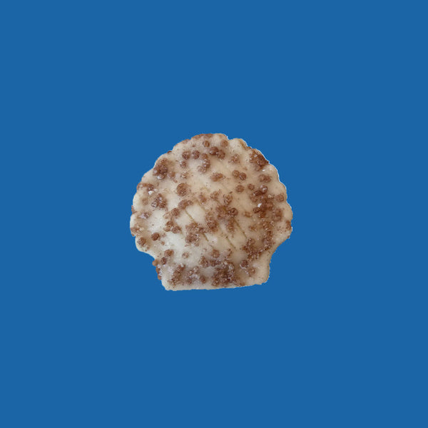 225- PACK OF PASTRY PUFF HZLNT MIGNON
