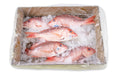 10 LB-PACK OF SNAPPER WHL 1.60-1.90 GW