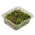 8OZ-PACK OF GREEN MICRO RNBOW MIX 8OZ