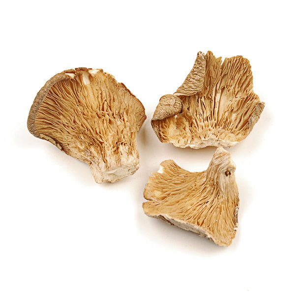 1 LB-PACK OF MUSHROOM OYSTER ORGANIC