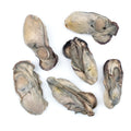 8 OZ-PACK OF OYSTER CANNED