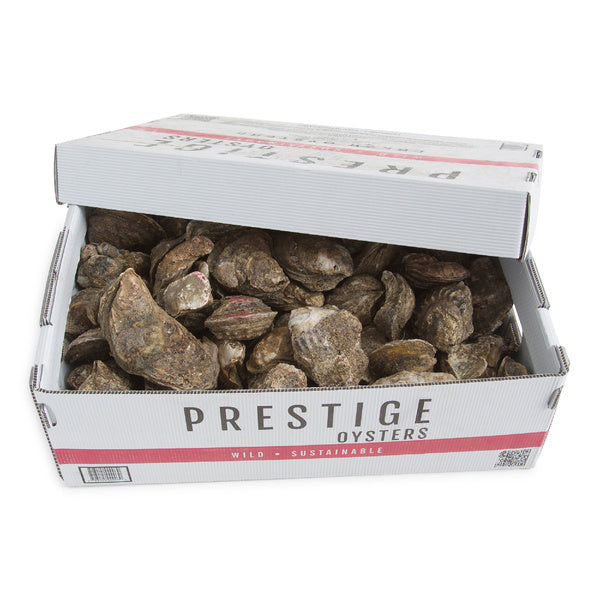 100 CT-PACK OF OYSTER SHELL FRSH GULF USA