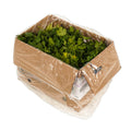 12 CT-PACK OF CILANTRO BUNCH FRESH