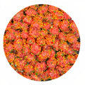 15-PACK OF Candy Freeze Dried Clusters Rad, Wow Candy Co.