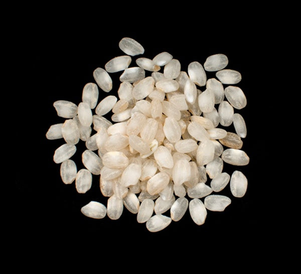1-PACK OF RICE SHORT CALASPARRA