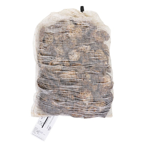 100CT-PACK OF OYSTER INSHELL MOONSTONE