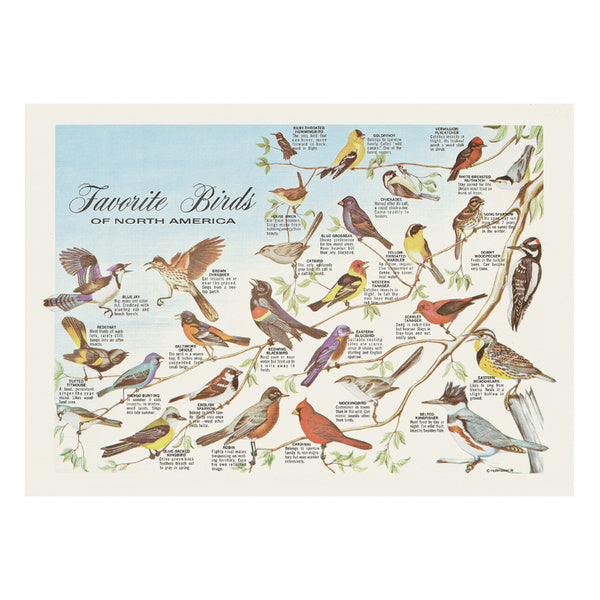 1000-PACK OF PLACEMAT PAPER FAV BIRDS