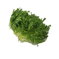 12 CT-PACK OF LETTUCE FRISEE