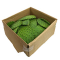 10 LB-PACK OF CACTUS LEAVES LOOSE FRESH