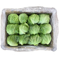 24CT-PACK OF LETTUCE ICEBERG PREMIUM PLTIZD