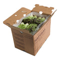 24CT-PACK OF LETTUCE RED LEAF FRESH W/LINER