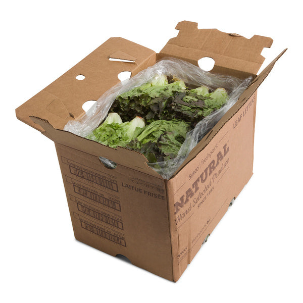 24CT-PACK OF LETTUCE RED LEAF FRESH W/LINER