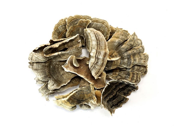 2-PACK OF Mushroom Dried Turkey Tail - 5 lb