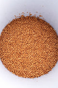 50-PACK OF Case of 50 - 2oz Signature Salty Lentil Cruncher Snacks