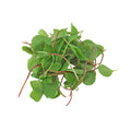 4 OZ-PACK OF GREEN MICRO HEART FIRE