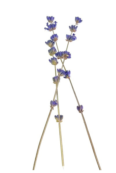 15-PACK OF FLORAL COCKTAIL GARNISH DRIED STEMMED ENGLISH LAVENDER FOOD GRADE ORGANICALLY GROWN 11 GRAMS 15-PACK BUNDLE