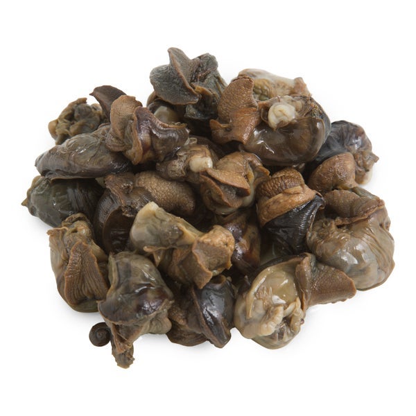 72 CT-PACK OF ESCARGOT HELIX LUCORUM 72 CT