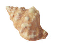 1-PACK OF CHOCOLATE MARBLED CONCH SHL 5