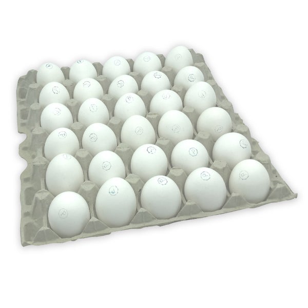 1-PACK OF EGG SHELL PASTEURIZED MED LS