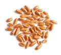 1-PACK OF GRAIN SPCLTY SPELT (OG)