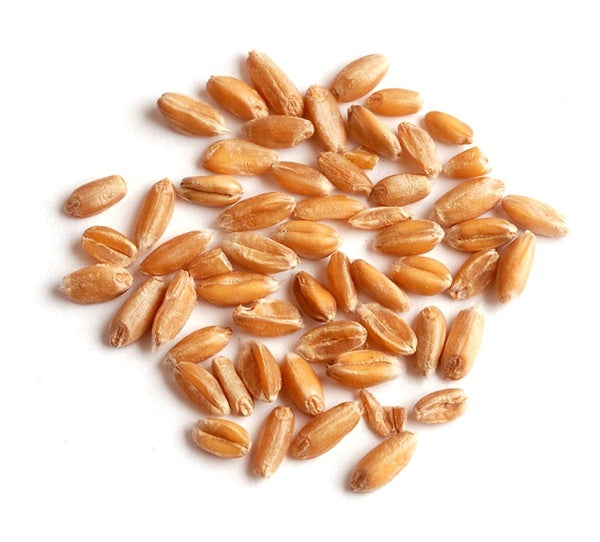 1-PACK OF GRAIN SPCLTY SPELT (OG)